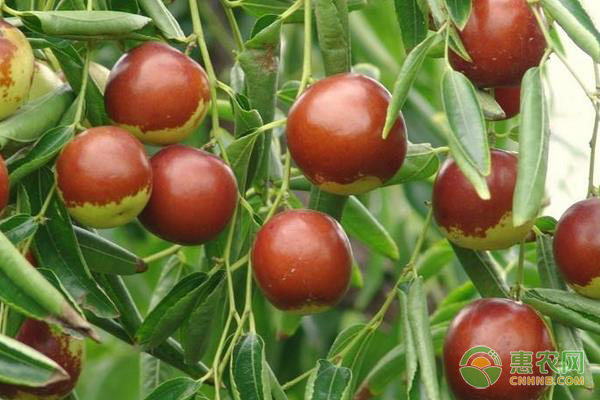 如何提高枣树坐果率?这几点做好就很简单!-图片版权归惠农网所有