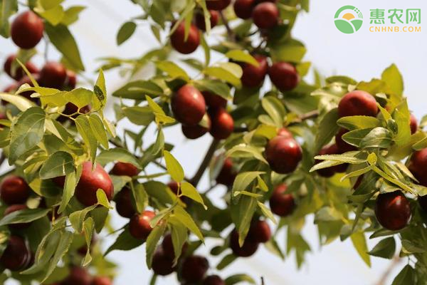鲜枣高产栽培技术-图片版权归惠农网所有