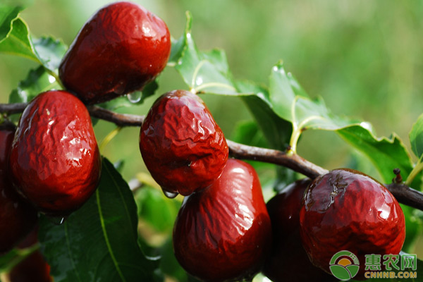 鲜枣高产栽培技术-图片版权归惠农网所有