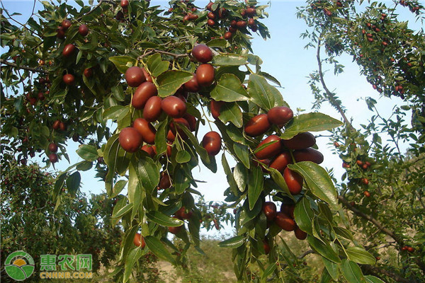 鲜枣高产栽培技术-图片版权归惠农网所有