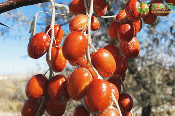 沙枣种植管理技术-图片版权归惠农网所有