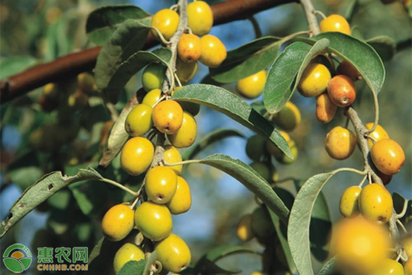 沙枣种植管理技术-图片版权归惠农网所有