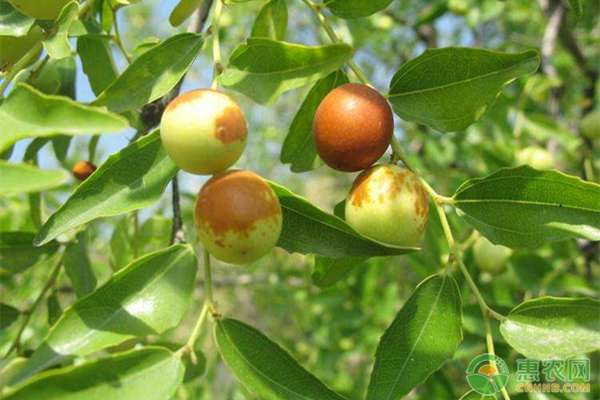 沙枣种植管理技术-图片版权归惠农网所有