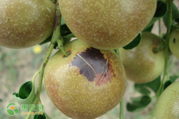 冬枣斑点病的症状、发病规律及防治方法 冬枣斑点病的症状、发病规律及防治方法-图片版权归惠农网所有