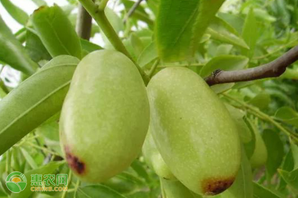 冬枣斑点病的症状、发病规律及防治方法 冬枣斑点病的症状、发病规律及防治方法-图片版权归惠农网所有