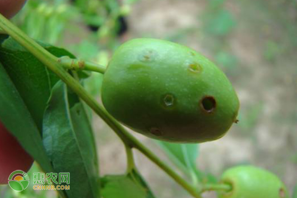 冬枣斑点病的症状、发病规律及防治方法 冬枣斑点病的症状、发病规律及防治方法-图片版权归惠农网所有