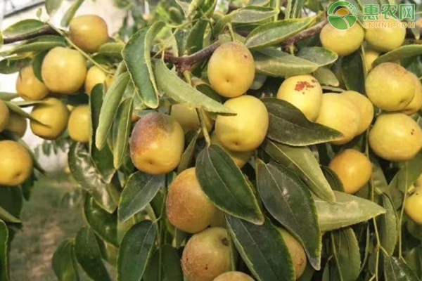 11月份枣树管理要点-图片版权归惠农网所有