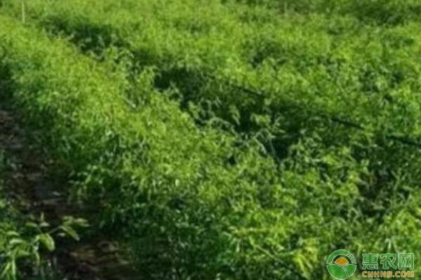 11月份枣树管理要点-图片版权归惠农网所有