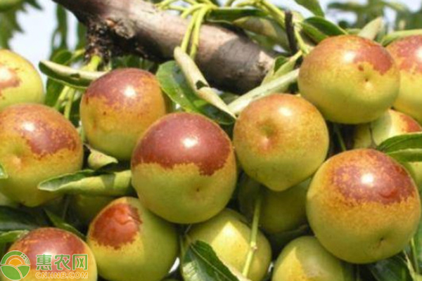 11月份枣树管理要点-图片版权归惠农网所有