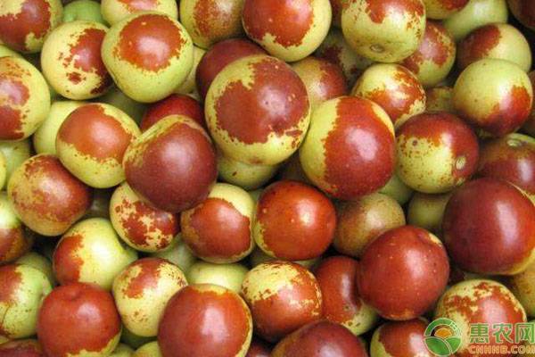 种植枣树需要做好这几大管理要点-图片版权归惠农网所有