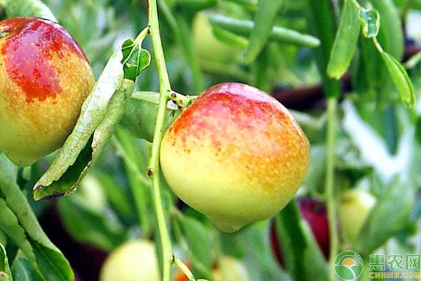 种植枣树需要做好这几大管理要点-图片版权归惠农网所有