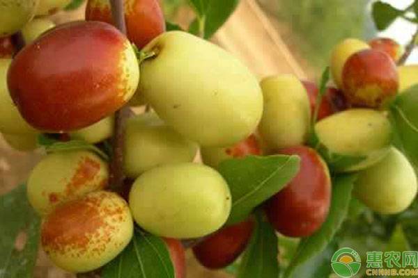 种植枣树需要做好这几大管理要点-图片版权归惠农网所有