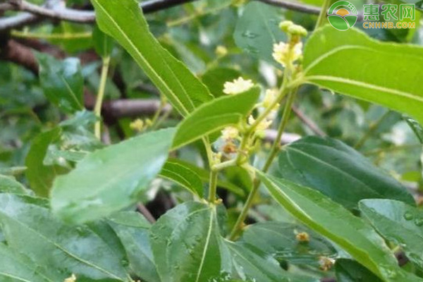 枣核用什么方法能育出枣树苗?-图片版权归惠农网所有