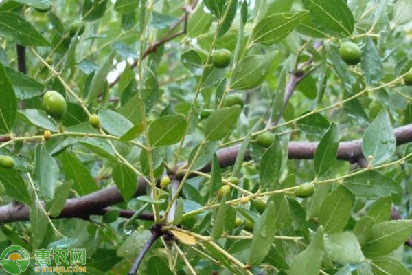 枣核用什么方法能育出枣树苗?-图片版权归惠农网所有