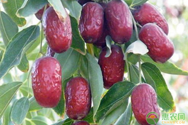 枣核用什么方法能育出枣树苗?-图片版权归惠农网所有