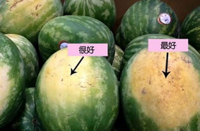 1、我们看它的外皮上是否有一块黄色的斑纹，这是西瓜成熟的标志，一般来说，地里生长的西瓜就有这一特点。