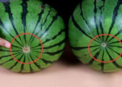 2、看西瓜的瓜蒂之分有没有凹进去，成熟的瓜会微微凹进去。