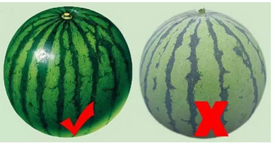 3、看西瓜光泽度如何，成熟的瓜光泽度非常好。没有成熟的瓜，表面好像有一层雾蒙蒙的白色。