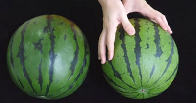 6、用手轻轻的敲击西瓜，成熟的瓜声音清脆响亮，而没有成熟的话声音是闷的。