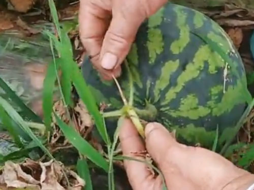 我们还可以去观察习惯的瓜藤的状态，如果瓜藤已经发黄，甚至已经枯萎了，那么这个习惯就是成熟的西瓜了。