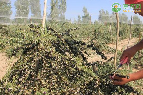 怎么种植黑枸杞？-图片版权归惠农网所有