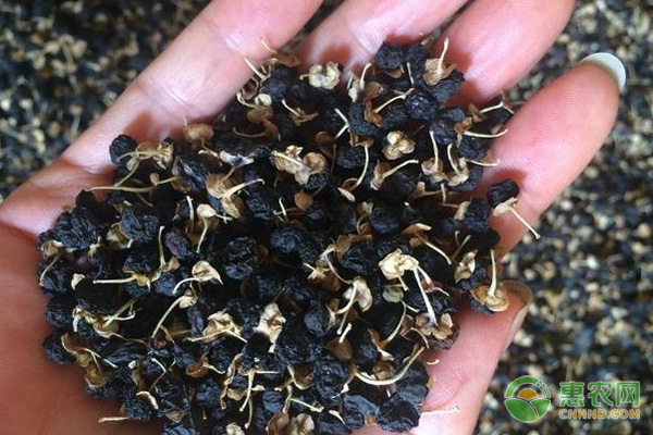 怎么种植黑枸杞？-图片版权归惠农网所有