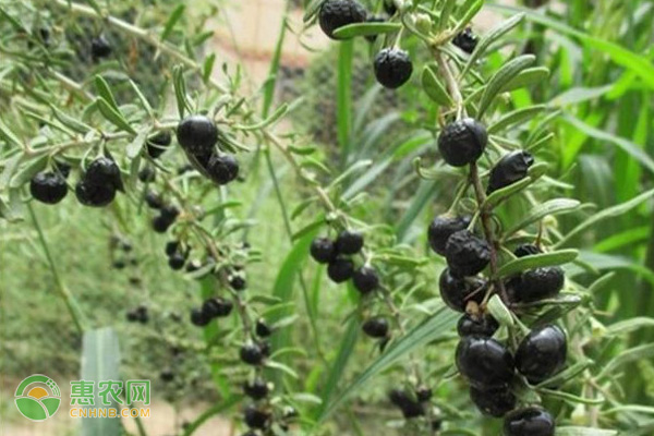 怎么种植黑枸杞？-图片版权归惠农网所有