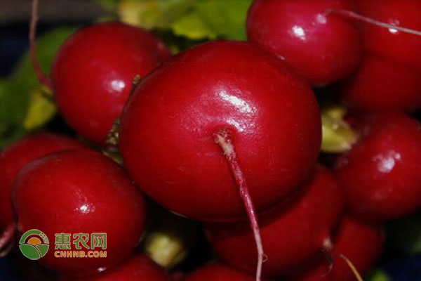 樱桃萝卜的田间管理技术-图片版权归惠农网所有