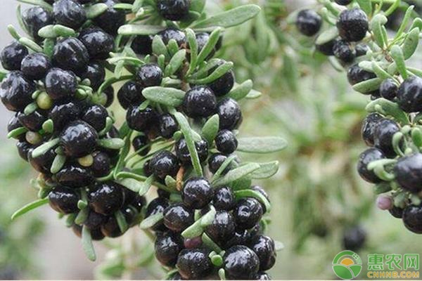 黑枸杞要怎么育苗好?-图片版权归惠农网所有