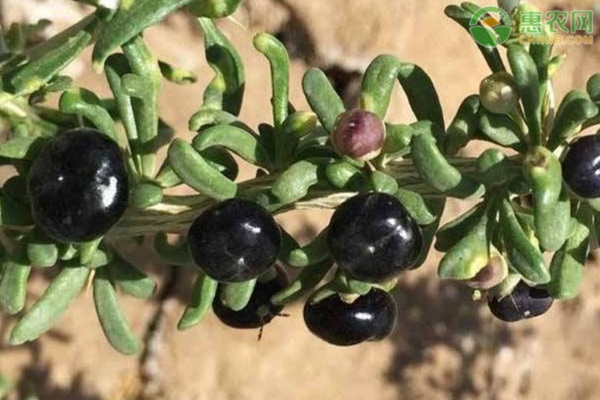 黑枸杞要怎么育苗好?-图片版权归惠农网所有