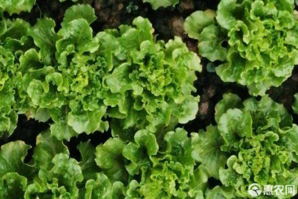 生菜现在可不可以种植?如何种植管理?-图片版权归惠农网所有