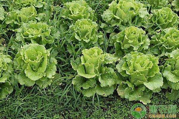 生菜现在可不可以种植?如何种植管理?-图片版权归惠农网所有