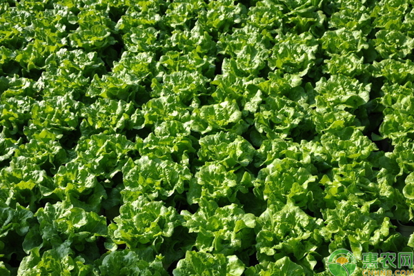 生菜什么时候种？可以从这几个方面来选择！-图片版权归惠农网所有