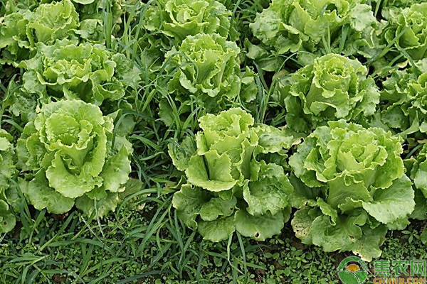 生菜什么时候种？可以从这几个方面来选择！-图片版权归惠农网所有