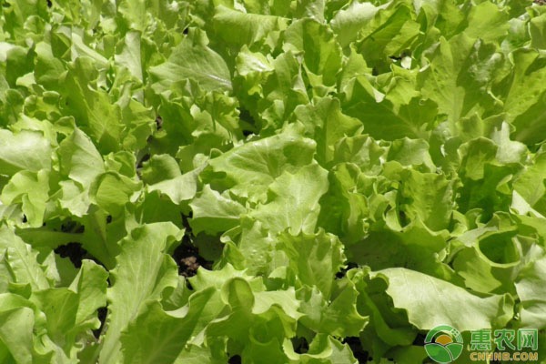 生菜什么时候种？可以从这几个方面来选择！-图片版权归惠农网所有