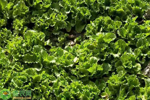 生菜种子种植教程-图片版权归惠农网所有