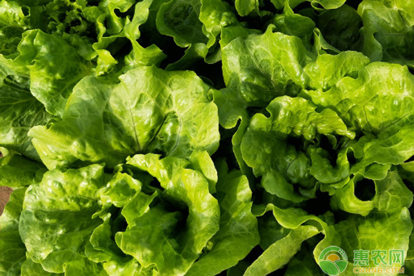 生菜种子种植教程-图片版权归惠农网所有