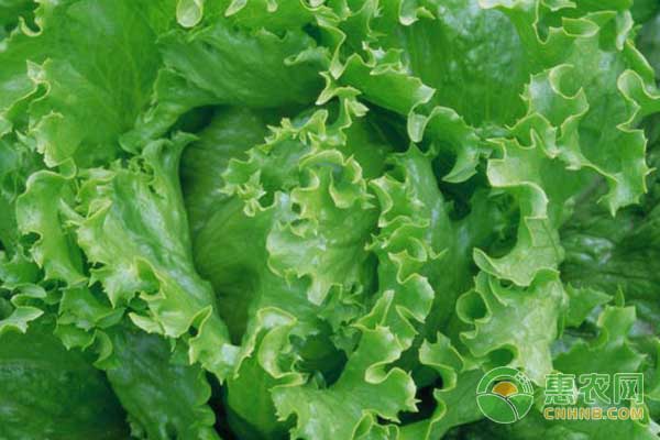 结球生菜高产管理技巧-图片版权归惠农网所有