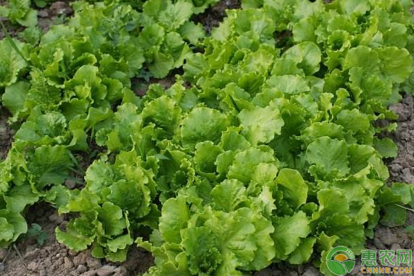 冬季栽培生菜需要注意哪些事宜？-图片版权归惠农网所有