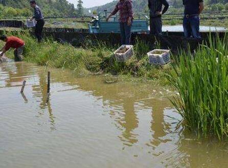 2019年淡水小龙虾养殖技术大全【新手必看】