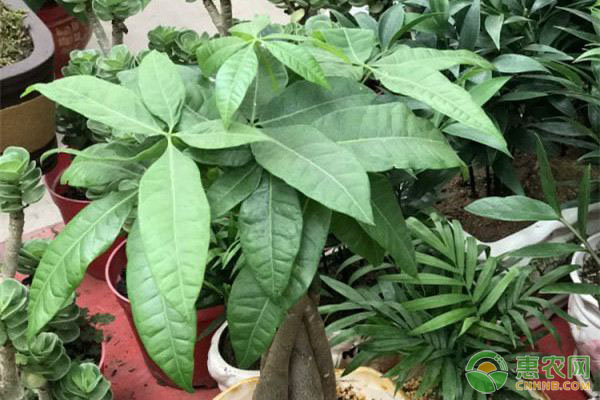 发财树怎么养？有哪些注意事项？-图片版权归惠农网所有