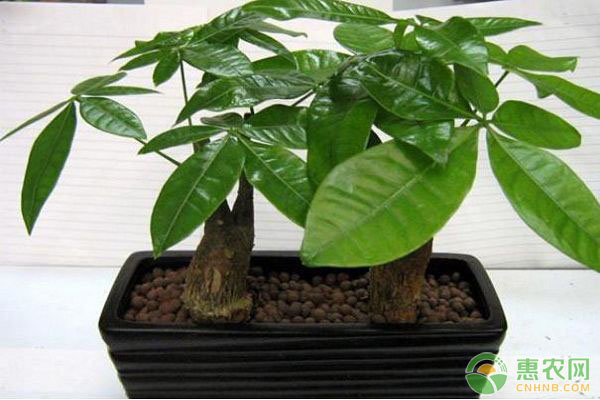 发财树怎么养？有哪些注意事项？-图片版权归惠农网所有