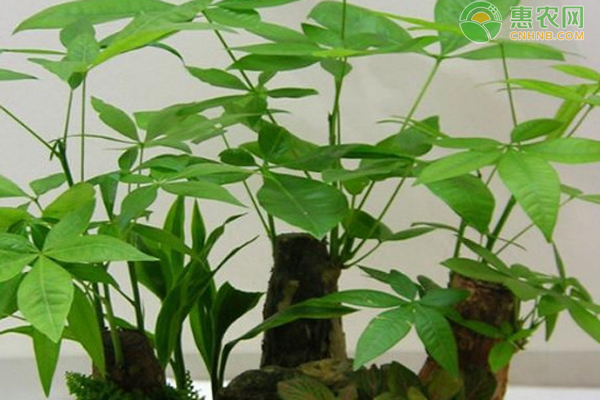 室内发财树浇水的正确方法-图片版权归惠农网所有