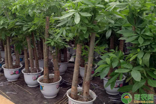 室内发财树浇水的正确方法-图片版权归惠农网所有