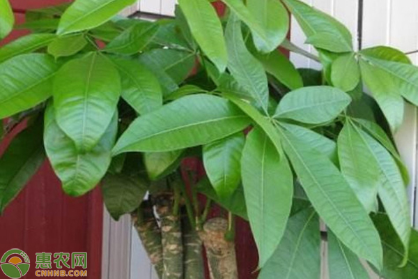 室内发财树浇水的正确方法-图片版权归惠农网所有