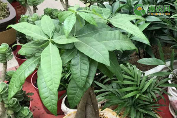 发财树的修剪技术及注意事项-图片版权归惠农网所有