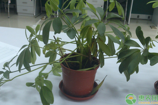 发财树开花是什么预兆？-图片版权归惠农网所有