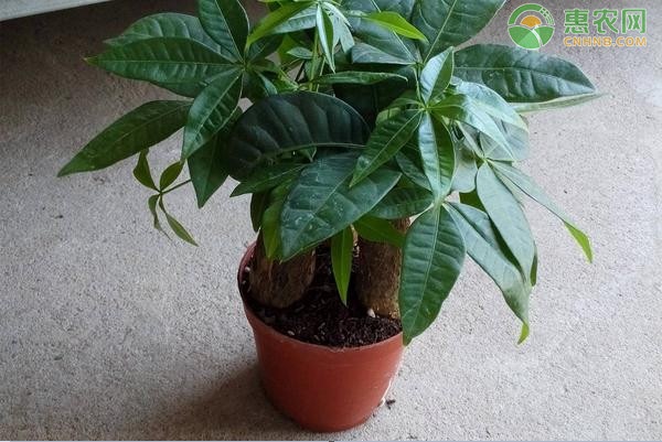 小发财树的养殖方法和浇水-图片版权归惠农网所有