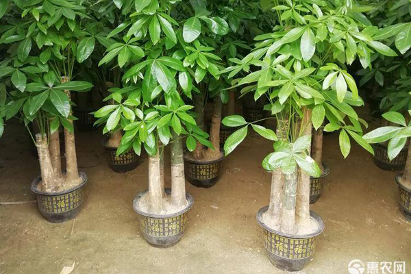 小发财树的养殖方法和浇水-图片版权归惠农网所有