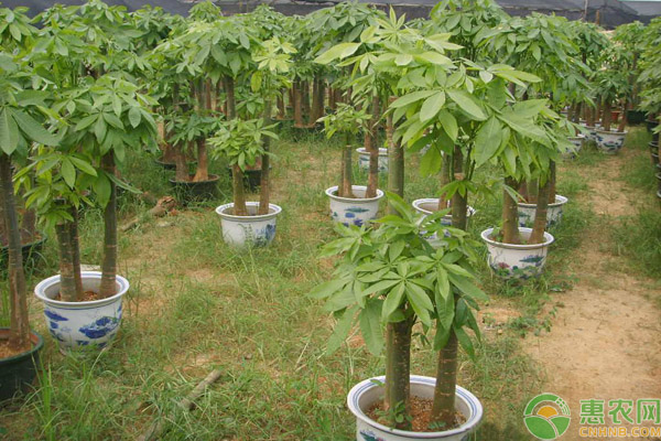 发财树用什么肥料最有用?这三种肥料就很不错 发财树用什么肥料最有用?这三种肥料就很不错-图片版权归惠农网所有